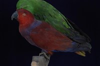 藏品(折衷鸚鵡)的圖片